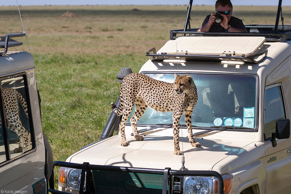 Naivasha Safari